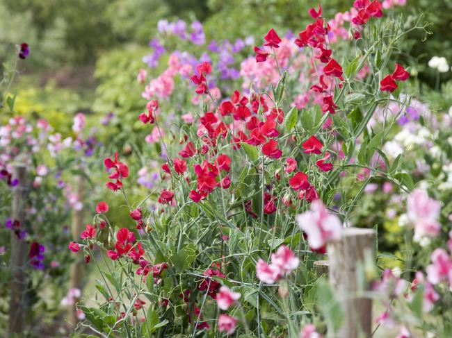 A beautiful Sweet pea garden