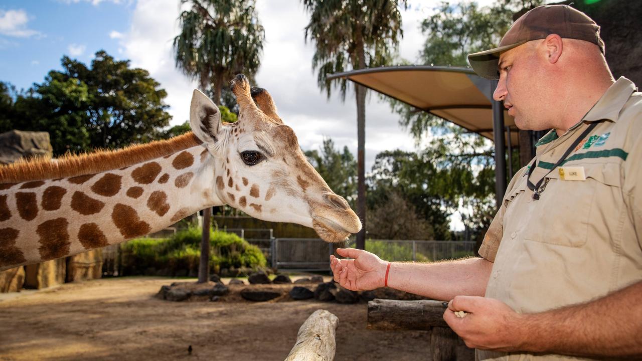 To protect giraffe, elephant and kangaroo residents at Victoria’s state-owned zoos, close encounters with animals including Iris the giraffe are cancelled until the current threat of a foot-and-mouth disease outbreak is over. Picture: Mark Stewart