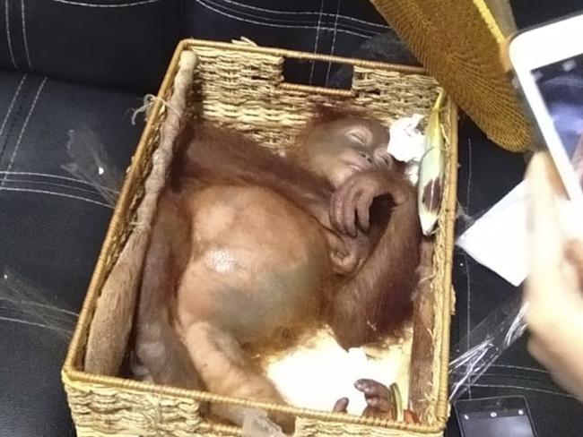 A sedated two-year-old orang-utan inside a basket following the arrest of a Russian national who allegedly tried to smuggle the ape out of Bali. Picture: BKSDA Bali/AP