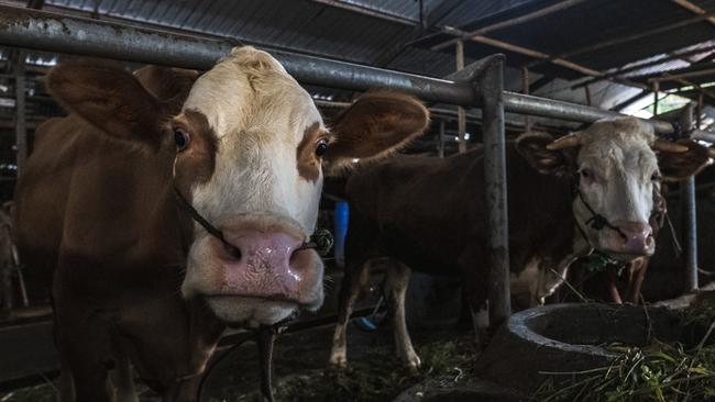 The Indonesia outbreak of foot and mouth disease has spread to 22 provinces, threatening to devastate the livestock industry if not eradicated. Photo: Ulet Ifansasti/Getty Images