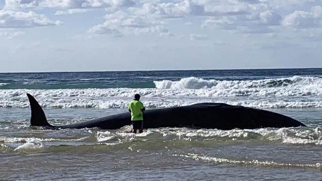 A beached whale on K'gari 23/06/2023.