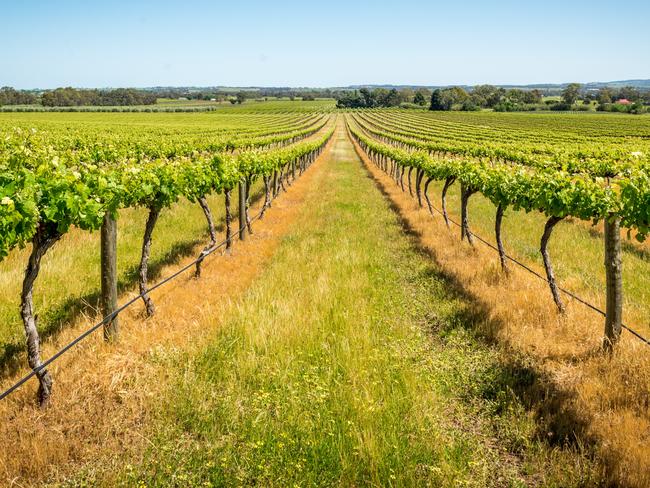 1/12North Barossa Valley
Time: 75km northwest of Adelaide, about 1 hour
Fan of the ol’ Shiraz? Head for the cellar doors of the Barossa Valley, and make sure to hit up its many cycle paths and ramble-worthy walks.