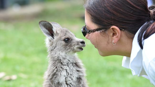 Carla Penn checks out 11-month-old Harley the joey, who was brought to Bayswater’s Warriors 4 Wildlife shelter after being rescued from a Wondong backyard. Pictures: Lawrence Pinder