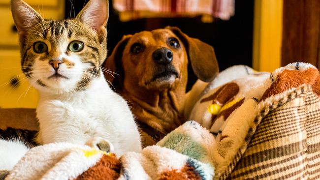 A new JCU study has delved into how personality can predict pet ownership