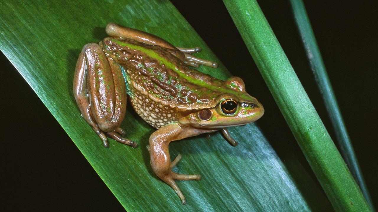 Vulnerable frog’s $100k boost thanks to SA couple | news.com.au ...