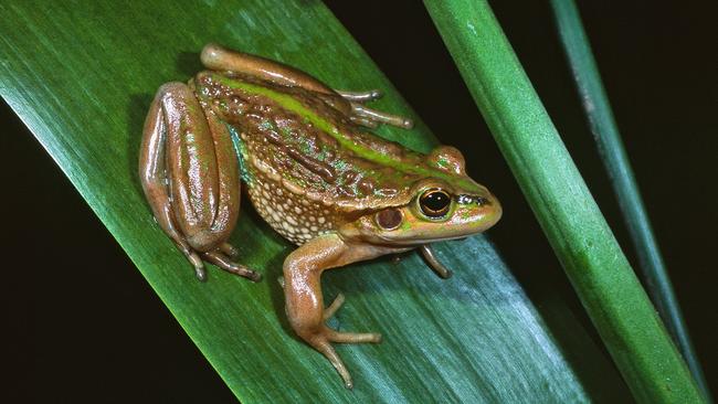 The Southern Bell Frog or Growling grass frog (Litoria raniformis) Photo: Geoff Heard