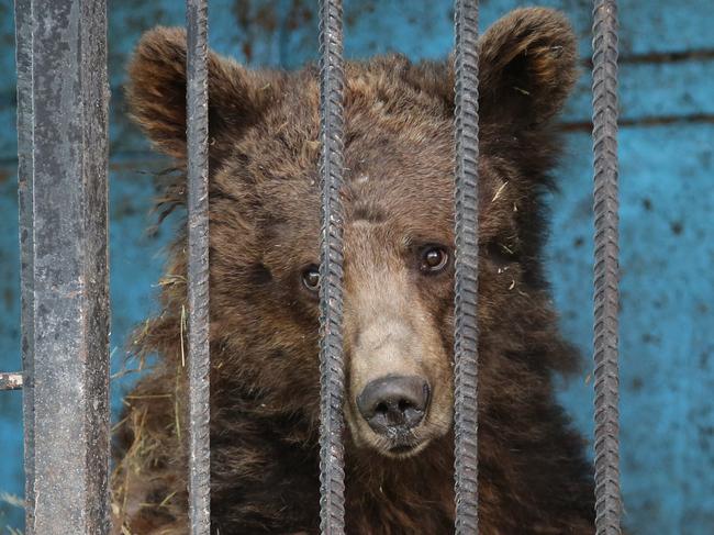 The worlds worst zoo, just three lions two bears living in an abandoned zoo in the home town of the Kardashians, Gyumri Armenia. The two cubs Geeta (4) and Zita (2) along with their mum Mary are cared for by Hovhamines and Alvina Madonna. A British charity International Animal Rescue are asking for help to rescue them.The worlds worst zoo, three lions two bears in the home town of the Kardashians Gyumri Armenia. The lion cubs Zita and Geeta along with their mum are looked after by Hovhamnes and Alvina Madoyan who live next to the animals to care for them without being paid.