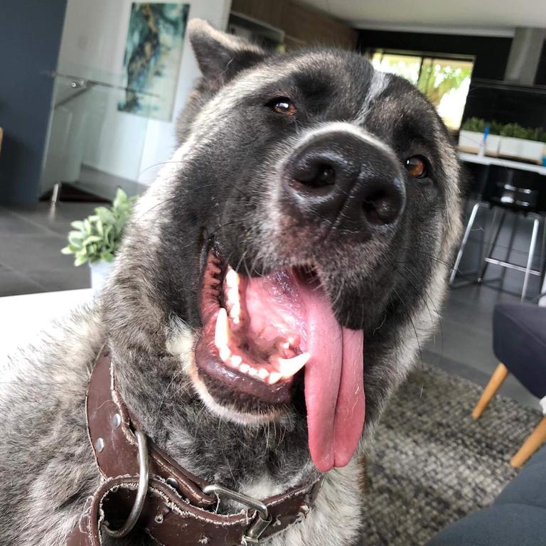 Yogi the Akita - 4yrs old. Picture: Michellie Gamer