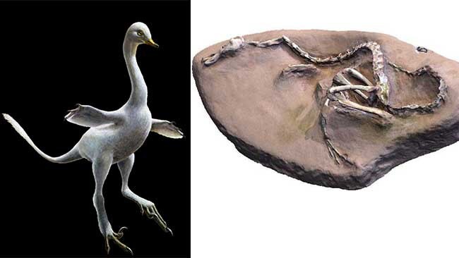 Reconstruction of the amphibious bird-like dinosaur Halszkaraptor, and its fossil. Picture: Lukas Panzarin