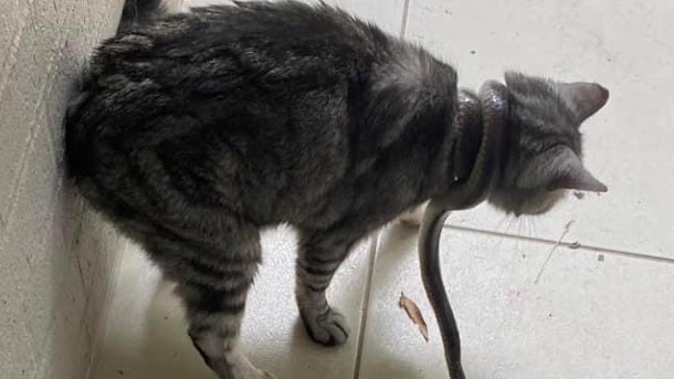 The cat was found with the deadly brown snake tightly coiled around its neck. Thankfully the cat was not harmed. Picture: Rebecca Daynes.