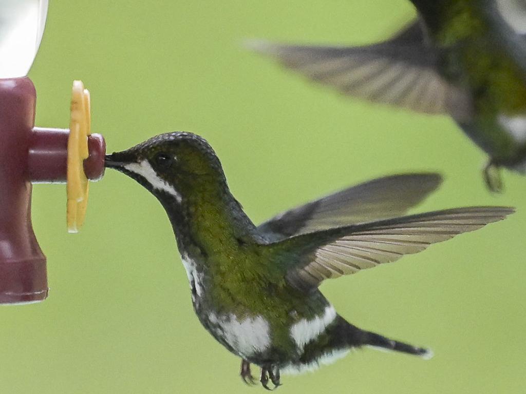 Birds’ great migration that eluded Darwin