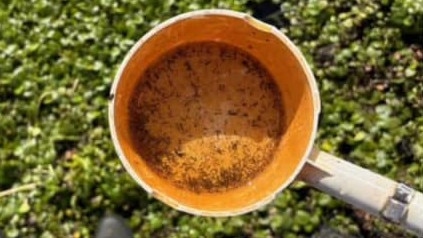 Mosquito larvae found at the Sydney Water recycling plant.