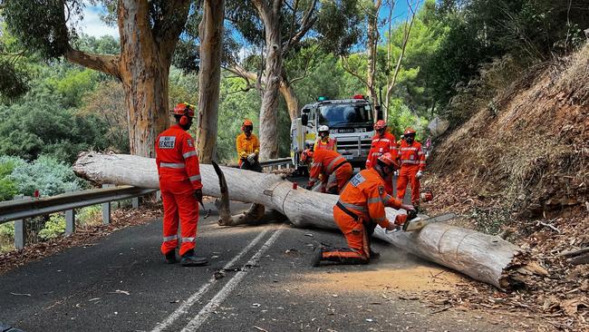 SES clean up the fallen tree, which hit a passing cyclist on Norton Summit Road. Picture: Emma Brasier