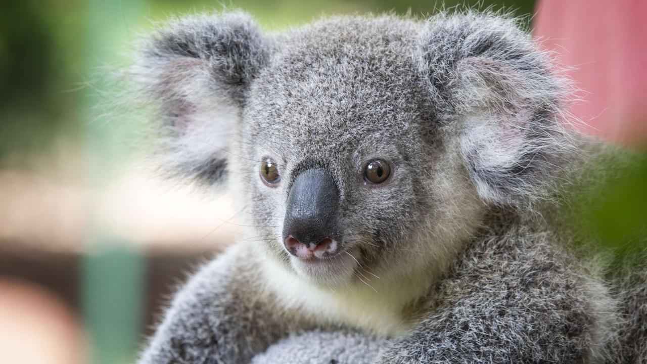 Koala fauna crossings plan for Creek Rd Carina Heights Triangle of ...