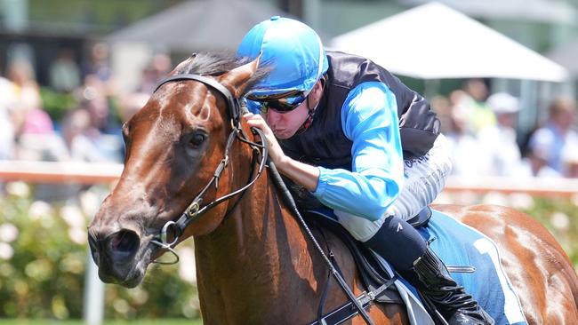 Croatian Belle carries the famous Dulcify colours. Picture: Scott Barbour — Racing Photos via Getty Images.