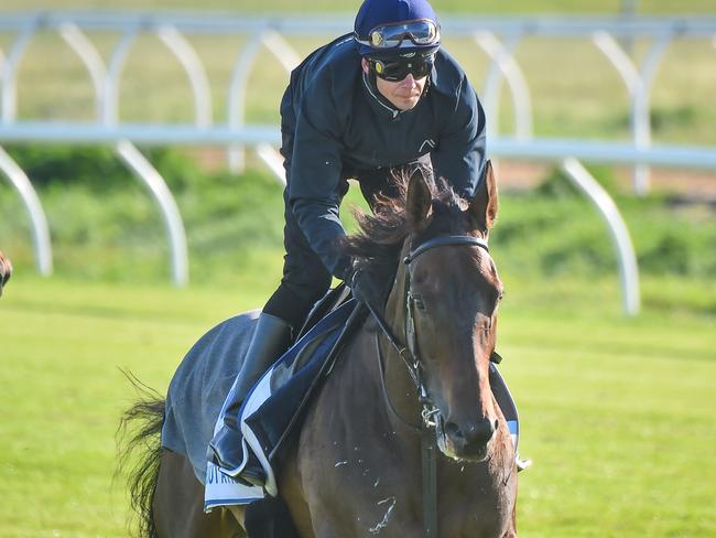 Without A Fight ridden by Daniel Hutchison during trackwork at Werribee Racecourse on October 20, 2022 in Werribee, Australia. (Reg Ryan/Racing Photos via Getty Images)