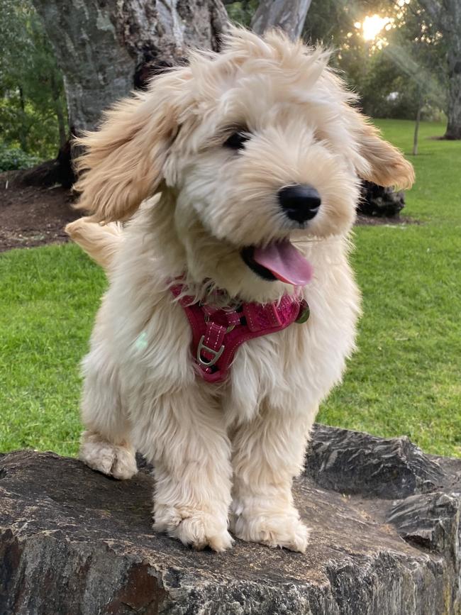 Winter the Australian cobberdog, sent in by Elise Irvine, Burnside.