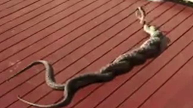 Snakes appearing to brawl at a Tamborine address.