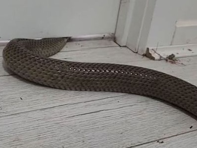 A man known as “The Snake Hunter” has unveiled a startling technique used by snakes to slither their way into the tiniest of spaces.