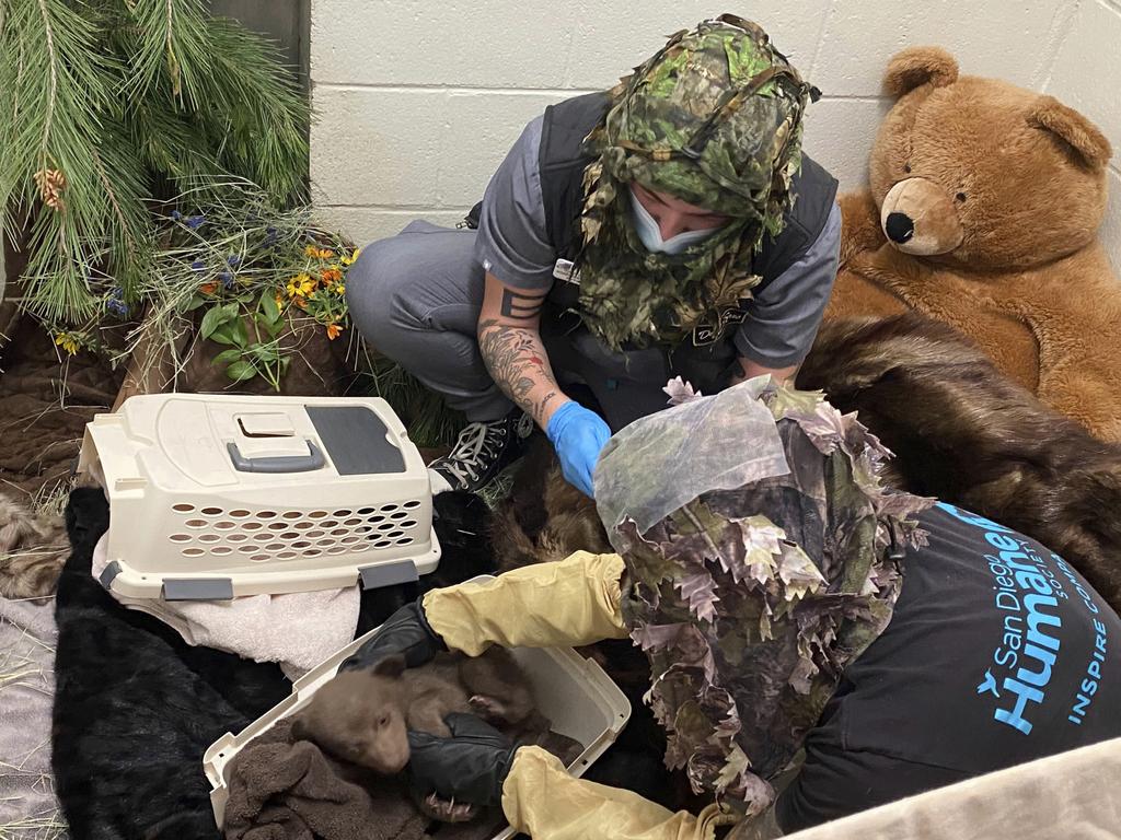 Here employees wear camouflage while handling the cub, to represent the environmental conditions in the wild. Picture: San Diego Humane Society via AP
