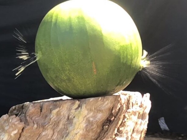 A bearing from a slingshot was powerful enough to go straight through this whole watermelon. Picture: Richard Noone