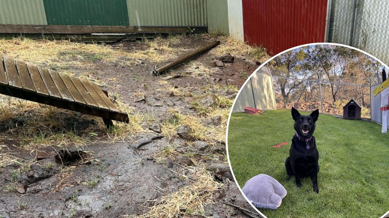 New digs finally open for Launceston Dogs’ Home