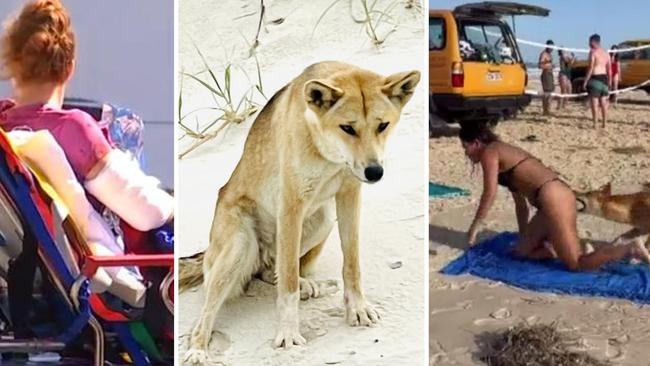 Biting, growling, stalking: Data reveals disturbing trend in K’gari dingo victims