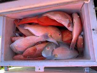 CAUGHT: Queensland Boating and Fisheries Patrol officers conducted a compliance blitz which netted undersized and excess Red Throat Emperor and Tusk Fish at Gladstone and 1770. Picture: Contributed