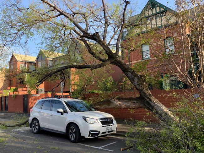 Strong winds overnight have uprooted a tree on Carrington Street, Adelaide damaging a parked car. Picture: Tait Schmaal