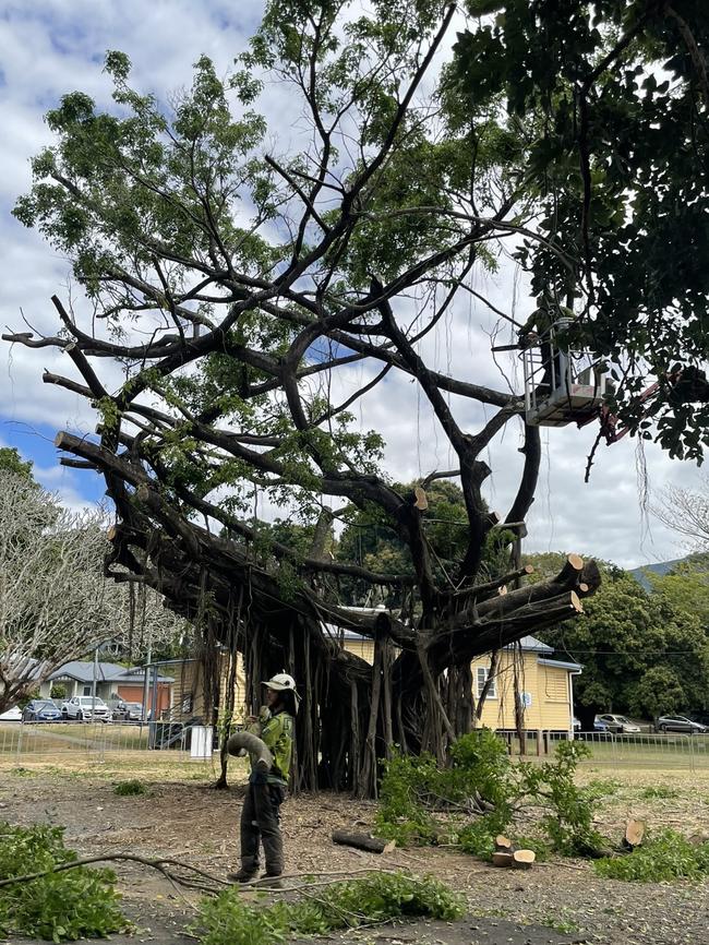 Beloved Freshwater fig tree gets the axe as Cairns Regional Council workers remove its branches. Picture: Yashee Sharma