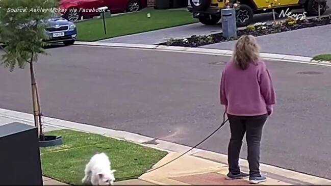 Angry resident posts dog poo through neighbour’s letterbox