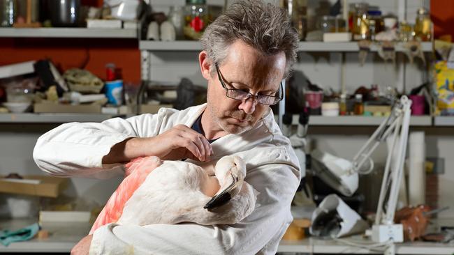 3-D Design Taxidermist/Biological Modelmaker Jo Bain from the SA Museum with a frozen flamingo. Picture: Keryn Stevens