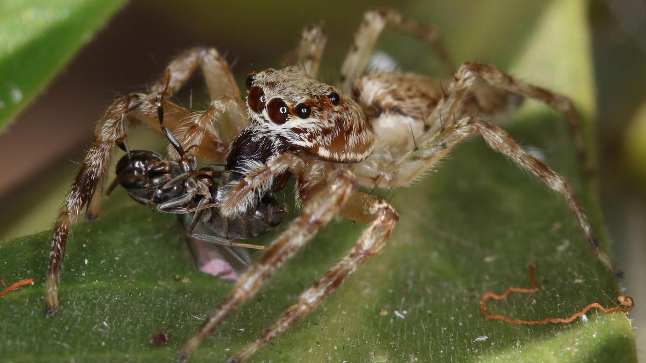 Jumping spider. Photographed using a macro focus layering technique. Picture: John Grainger.