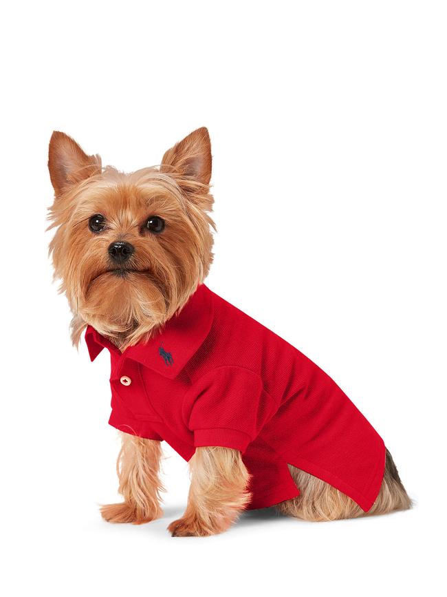 <a href="http://www.davidjones.com/gifts/gift-ideas/gifts-for-pets/24420244/Cotton-Mesh-Dog-Polo-Shirt.html" target="_blank">Polo Ralph Lauren Mesh Shirt available at David Jones.</a>