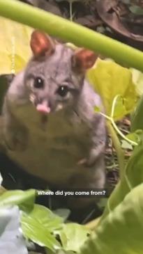 Aussie woman gets a surprise drop in from a possum