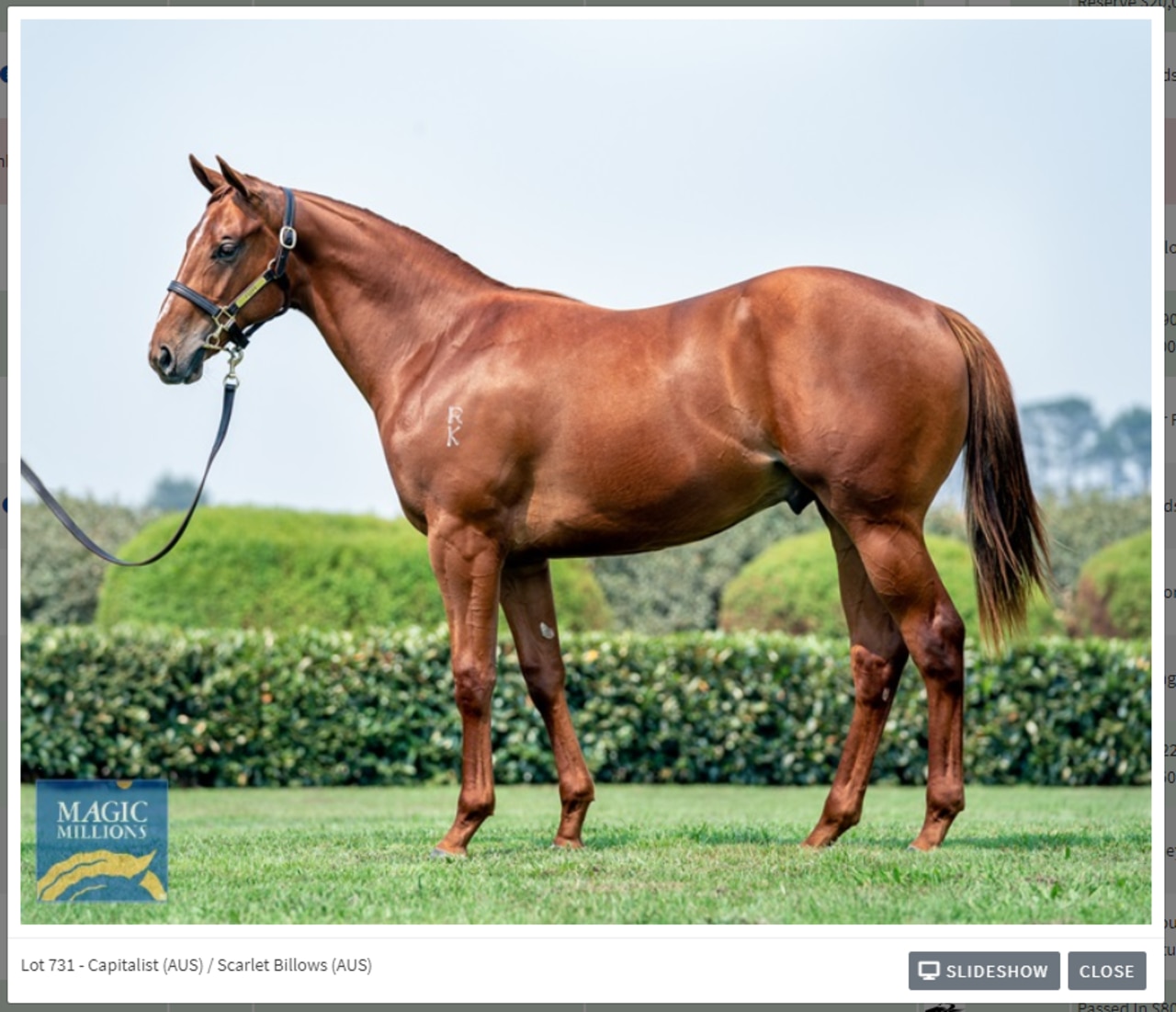 Magic Millions yearling photo of Capitalist colt out of Scarlet Billows