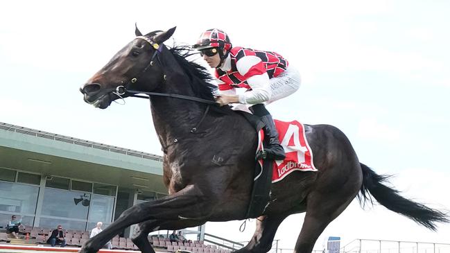 Victoria Derby runner-up Scary has three Group 1 races on his agenda in the autumn. Picture: Racing Photos via Getty Images.