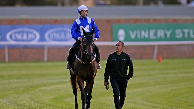 Champion race horse Winx has her last gallop at track work ahead of her final race in the Queen Elizabeth Stakes at Royal Randwick this weekend. Trainer Chris Waller walks back to the mounting yard with Winx and jockey Hugh Bowman on board. Picture: Toby Zerna