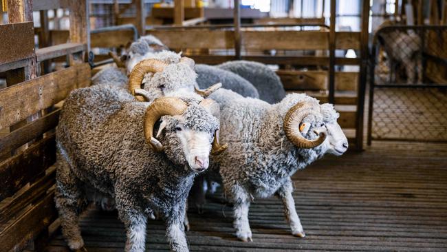 Sheep on the Rowbottoms’ property. Picture: Nicole Cleary