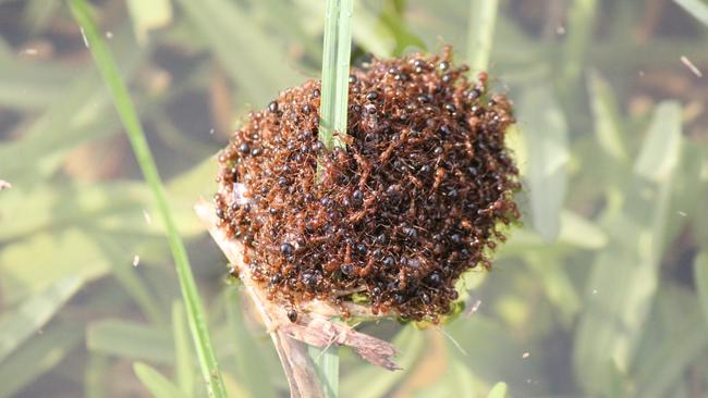 A red imported fire ant nest. Picture: Supplied