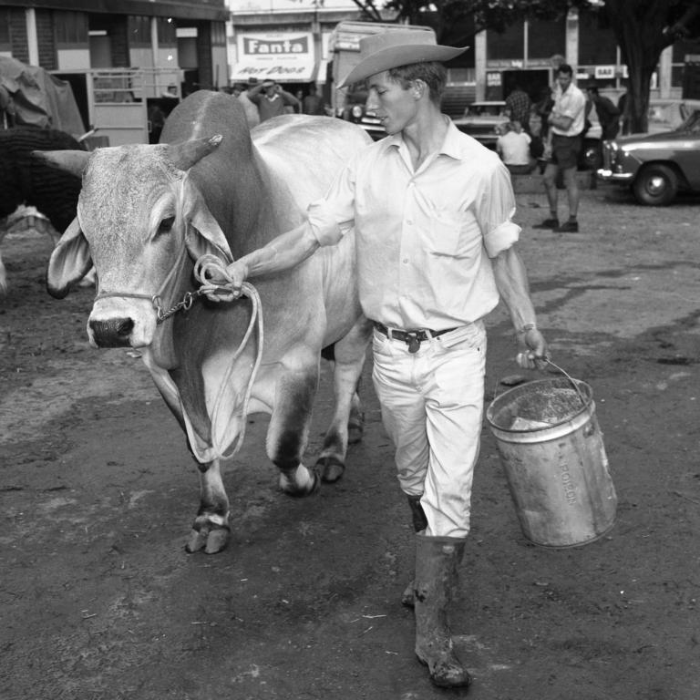 Rob Joyce with his Brahman Bull walking back to the cattle pavilion in 1965. Picture: Ray Saunders