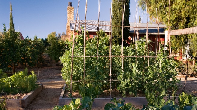 Vegetable garden