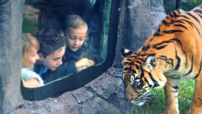 Cody Smith, 9, Riley Humphries, 10, and Jake Smith, 6, at the Up Close Experience at Dreamworld’s revamped Tiger Island. Picture: John Gass