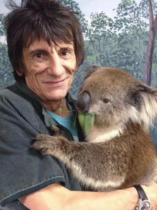 Ronnie Wood holds a koala at Cleland.