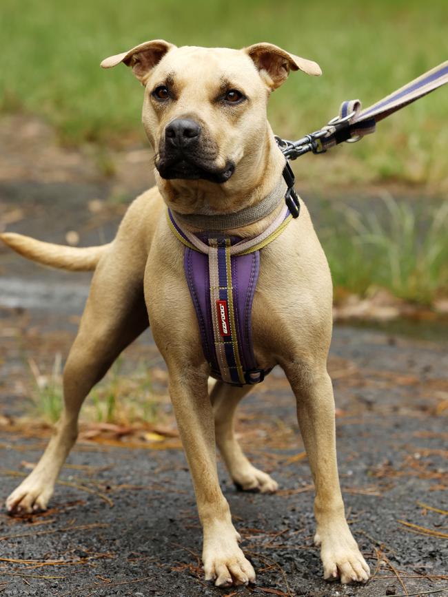 Peanut, American Staffy-cross, in care since 2020, at Doggie Rescue. Picture: Jonathan Ng