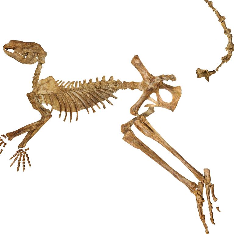 A near-complete fossil skeleton of the extinct giant kangaroo Protemnodon viator from Lake Callabonna SA, missing just a few bones from the hand, foot and tail. Picture: Dr Isaac A. R. Kerr
