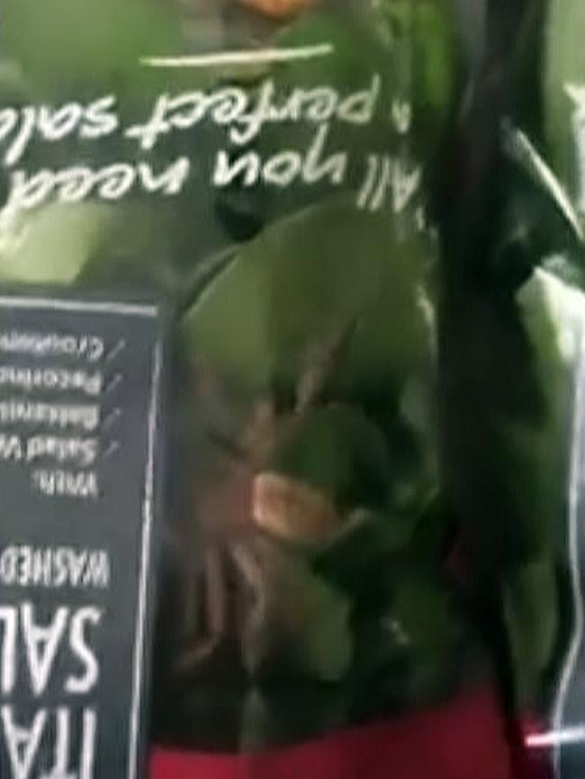 Sydney woman Zoe Perry filmed a massive spider inside a bag of Woolworths salad mix. Picture: Zoe Perry / Woolworths