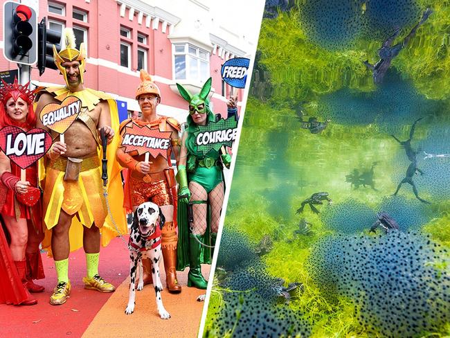 Highlights of the March 2020 Culture Calendar include the Gay and Lesbian Mardi Gras (left) and the Wildlife Photographer of the Year exhibition. Pictures: Tracey Nearmy, Manuel Plaickner