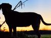 NAMED: Man charged with bestiality over alleged dog sex