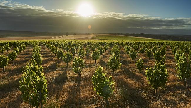 Swinney Vineyard, recenlty crowned ‘Best Vineyard in Australia’